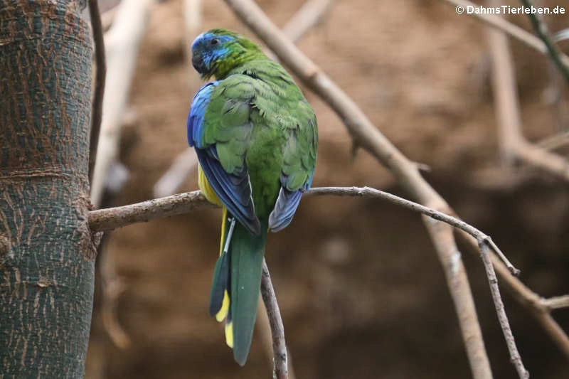 Schönsittich
(Neophema pulchella) (Neophema pulchella)