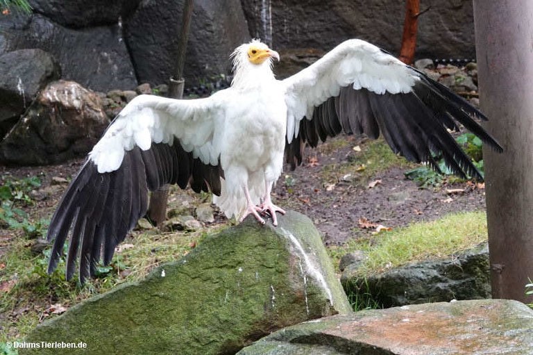 Neophron percnopterus