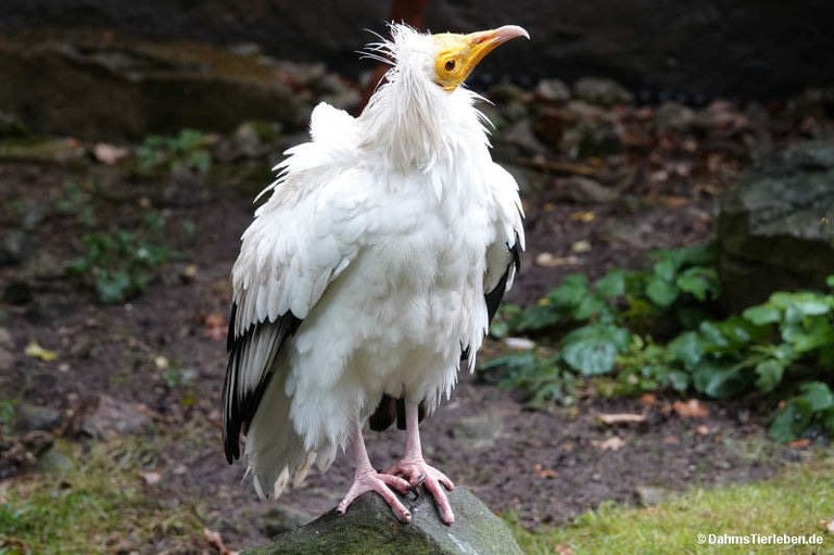 Neophron percnopterus