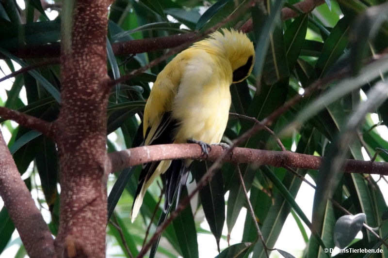 Oriolus auratus