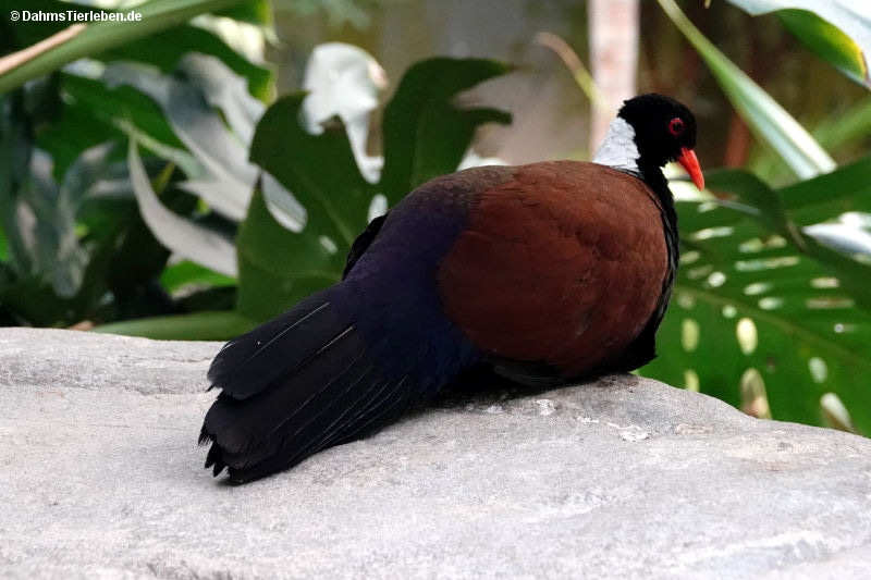 Weißnacken-Fasantaube
(Otidiphaps aruensis) Otidiphaps aruensis