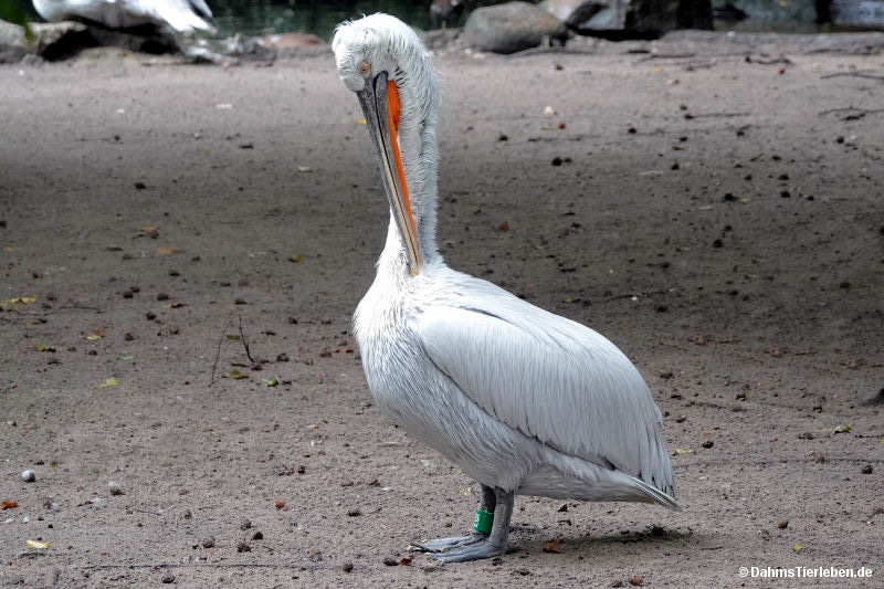 Krauskopfpelikane Pelecanus crispus-4