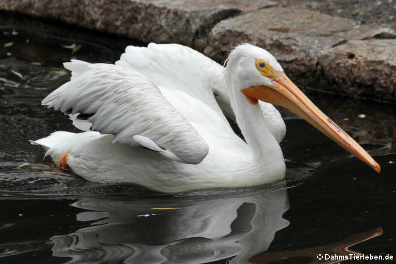 Nashornpelikan Pelecanus erythrorhynchos-1