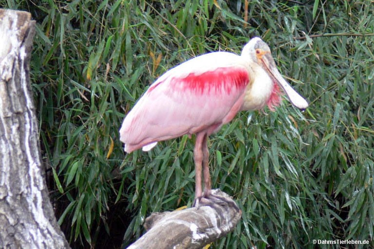 Platalea ajaja