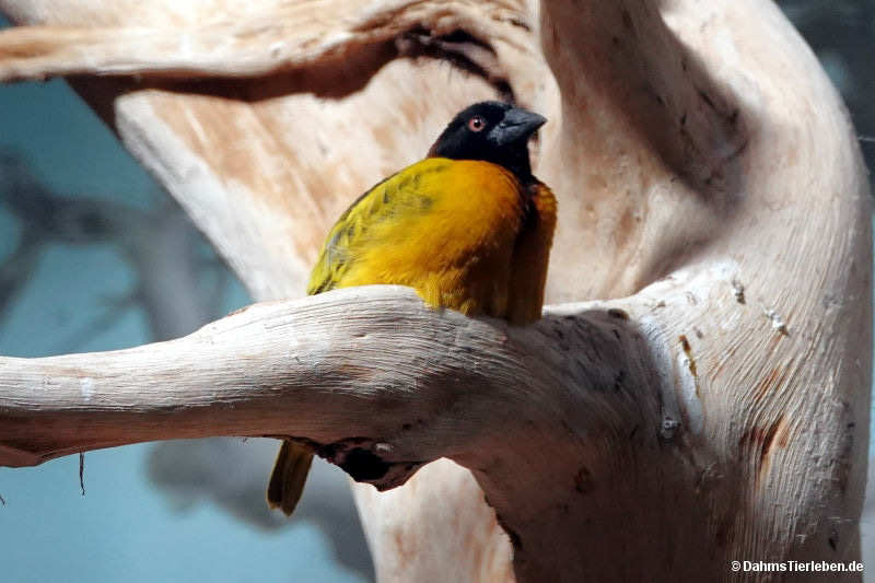 Ploceus cucullatus