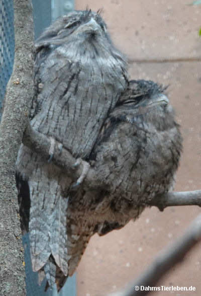 Eulenschwalm
(Podargus strigoides) (Podargus strigoides)
