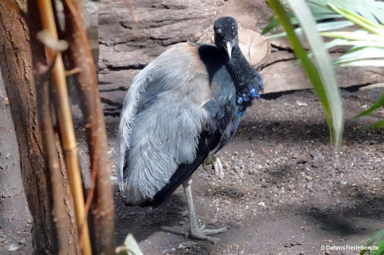 Psophia crepitans
