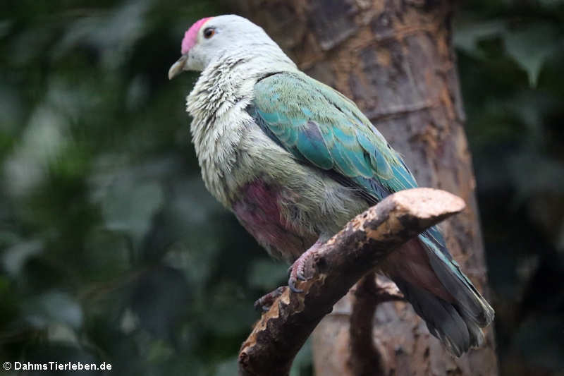 Ptilinopus greyi-1