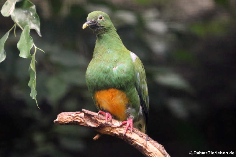 Ptilinopus iozonus humeralis-1