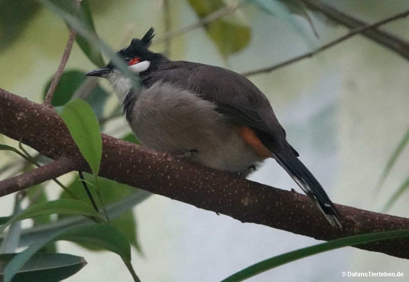 Pycnonotus jocosus