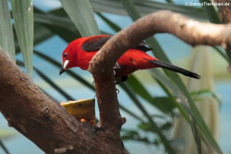 Purpurtangare
(Ramphocelus bresilius) (Ramphocelus bresilius)