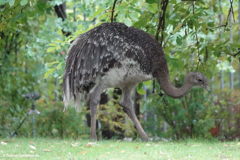 Darwin-Nandu
(Rhea pennata) Rhea pennata