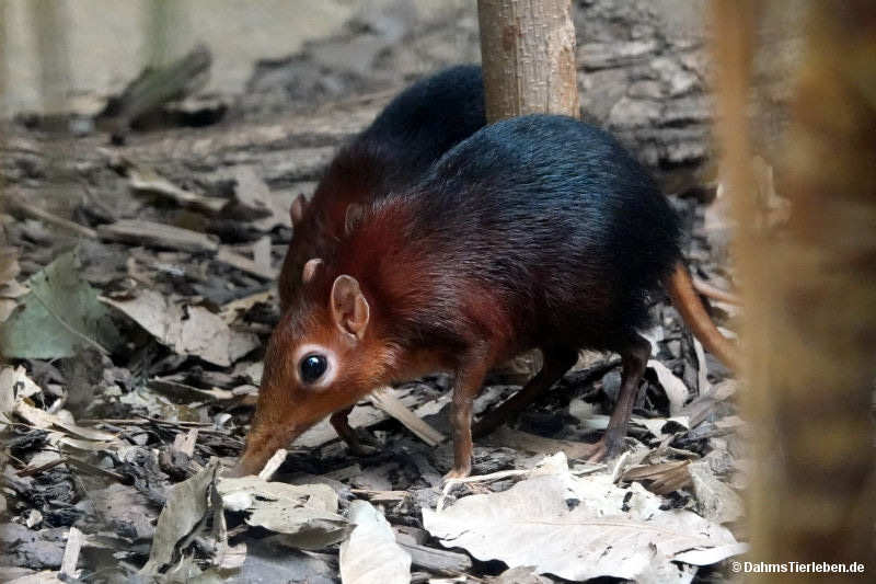 Rhynchocyon petersi