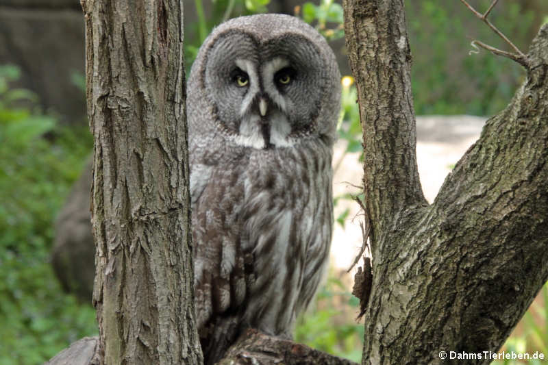 Eurasischer Bartkauz
(Strix nebulosa lapponica) Eurasischer Bartkauz (Strix nebulosa lapponica)