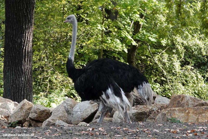 Südafrikanische Strauße
(Struthio camelus australis) Südafrikanische Strauße (Struthio camelus australis)