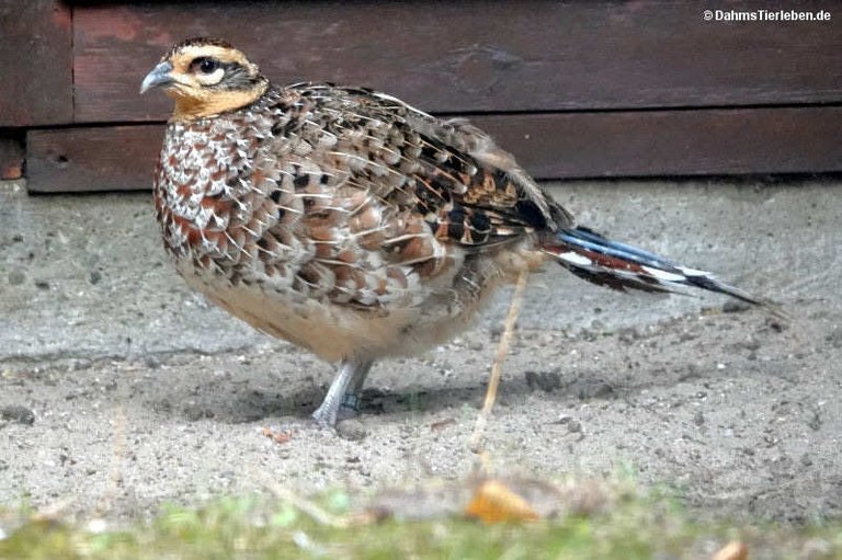 Syrmaticus reevesii