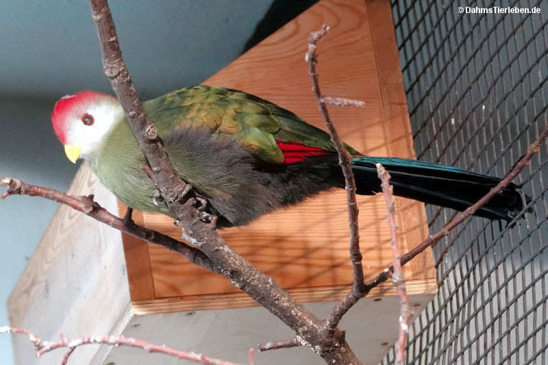 Tauraco erythrolophus