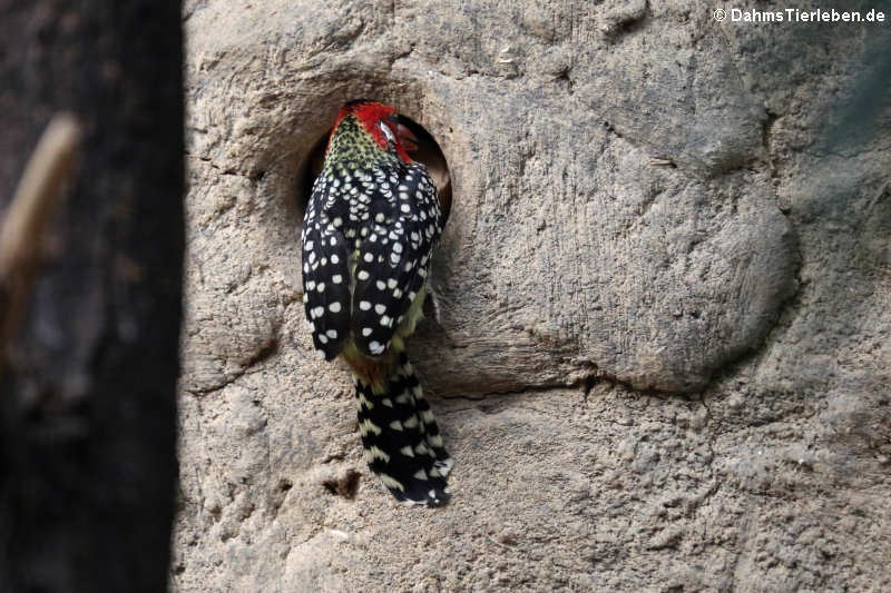 Flammenkopf-Bartvogel Trachyphonus erythrocephalus-3