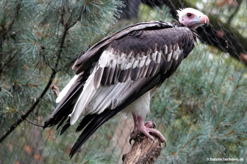 Wollkopfgeier
(Trigonoceps occipitalis) (Trigonoceps occipitalis)