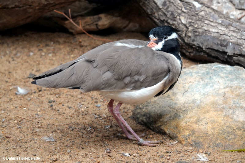 Schwarzschopfkiebitz
(Vanellus tectus) Vanellus tectus