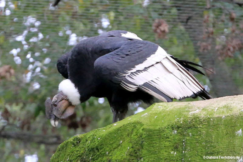 Andenkondor
(Vultur gryphus) Vultur gryphus