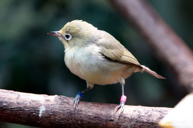 Gangesbrillenvogel
(Zosterops palpebrosus) Zosterops palpebrosus