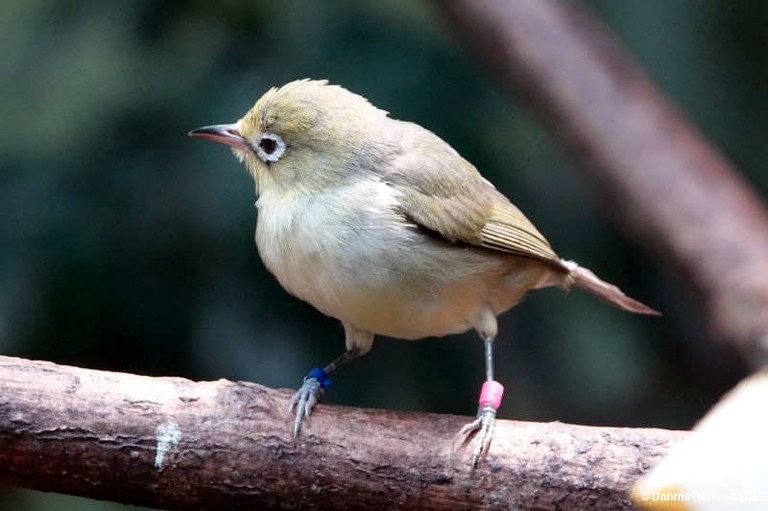 Zosterops palpebrosus