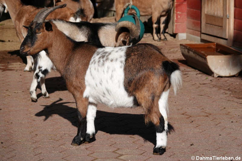 Afrikanische Zwergziege (Capra aegagrus f. hircus)