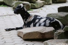 Anglo-Nubische Ziege (Capra aegagrus f. hircus) im Tierpark + Fossilium Bochum