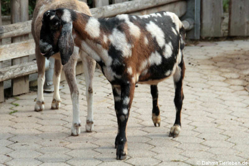Anglo-Nubische Ziege Anglo-Nubische Ziege-1