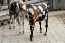 Anglo-Nubische Ziege (Capra aegagrus f. hircus) im Tierpark + Fossilium Bochum