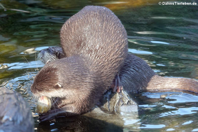 Zwergottern (Aonyx cinerea)