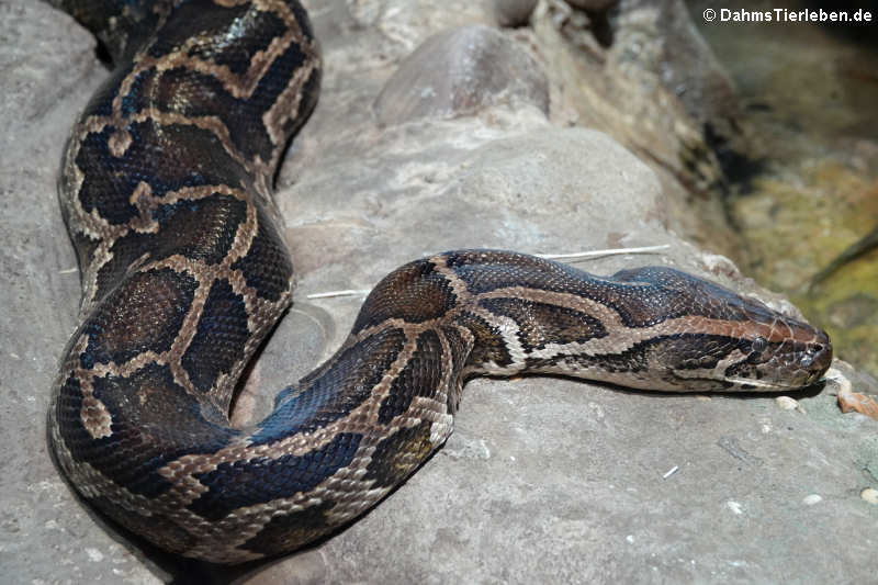 Dunkler Tigerpython (Python bivittatus bivittatus)