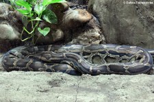 Dunkler Tigerython (Python bivittatus bivittatus) im Tierpark Bochum