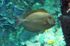  Augenstreifen-Doktorfisch (Acanthurus dussumieri) im Tierpark + Fossilium Bochum