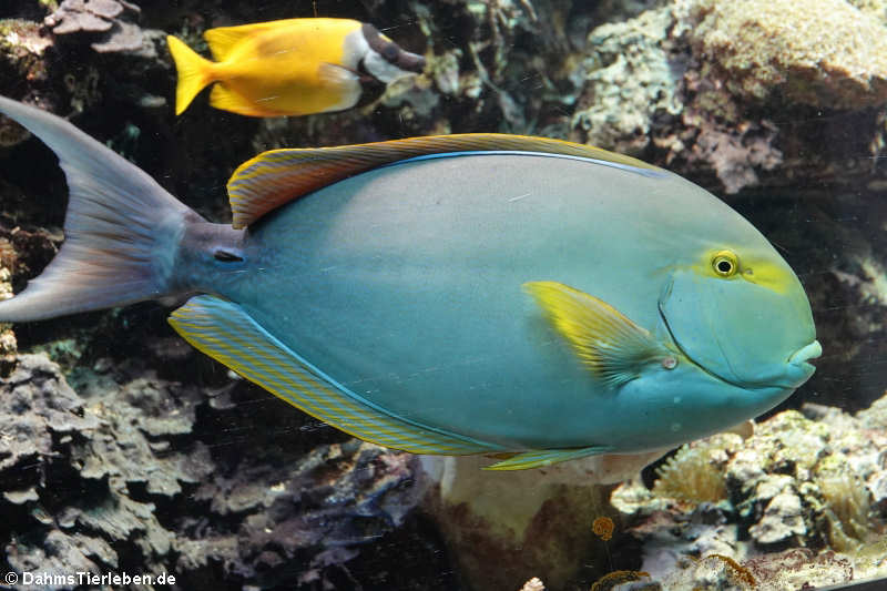 Gelbflossen-Doktorfisch (Acanthurus xanthopterus)