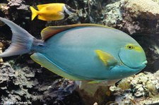 Gelbflossen-Doktorfisch (Acanthurus xanthopterus) im Tierpark + Fossilium Bochum