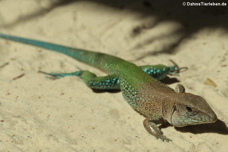 Grüne Ameive (Ameiva ameiva)