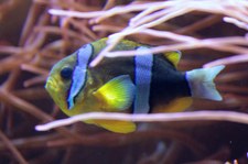 Clarks Anemonenfisch (Amphiprion clarkii) im Tierpark und Fossilium Bochum