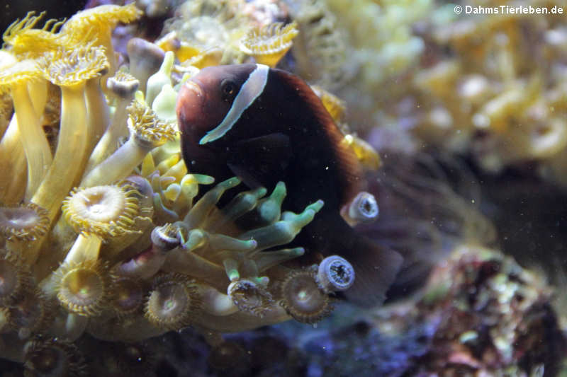 Amphiprion frenatus