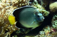 Indischer Rauchkaiserfisch (Apolemichthys xanthurus) im Tierpark + Fossilium Bochum