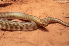 Woma-Python (Aspidites ramsayi) im Tierpark und Fossilium Bochum