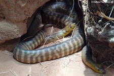 Woma-Python (Aspidites ramsayi) im Tierpark und Fossilium Bochum