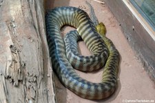 Woma-Python (Aspidites ramsayi) im Tierpark und Fossilium Bochum