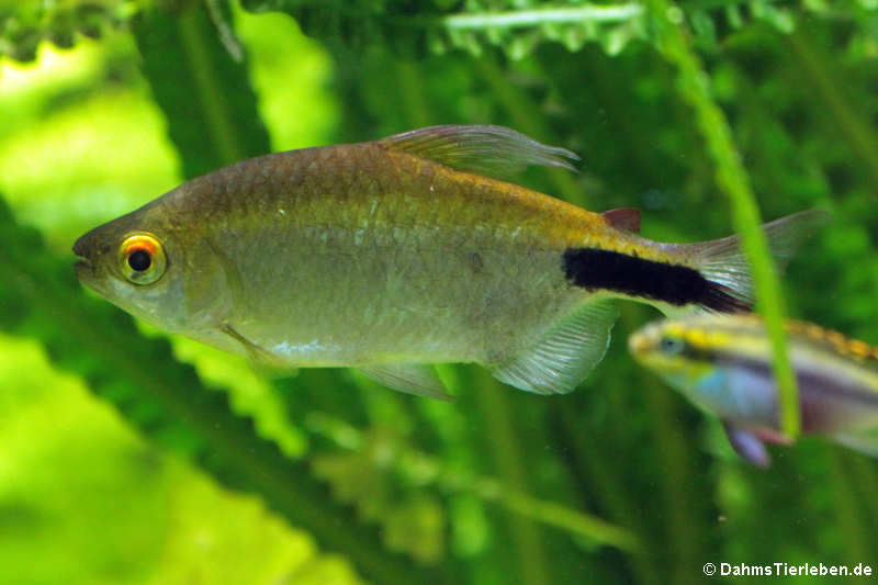 Langflossensalmler Bryconalestes longipinnis-3