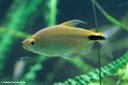 Bryconalestes longipinnis