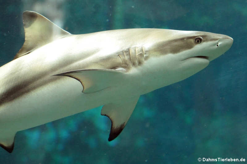 Carcharhinus melanopterus-1