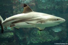 Schwarzspitzen-Riffhai (Carcharhinus melanopteru) im Tierpark und Fossilium Bochum