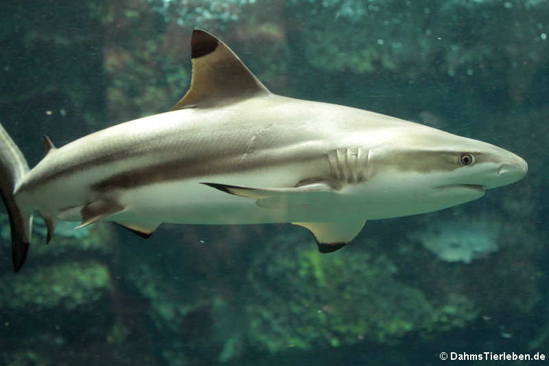 Carcharhinus melanopterus