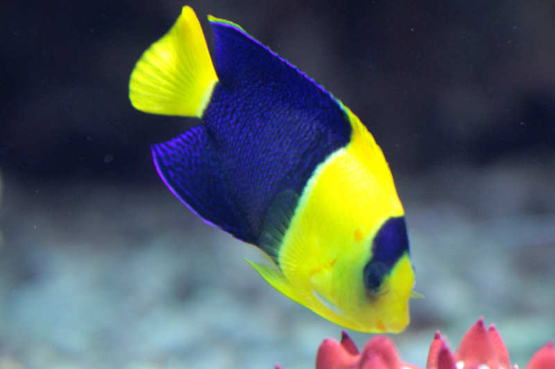 Centropyge bicolor-2